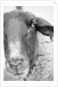 Sheep's Face by Anonymous