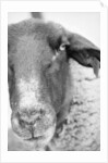 Sheep's Face by Anonymous