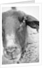 Sheep's Face by Anonymous