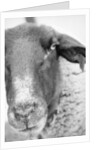 Sheep's Face by Anonymous