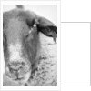 Sheep's Face by Anonymous