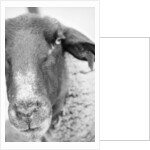 Sheep's Face by Anonymous