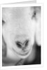 Close Up of Goat's Nose by Anonymous