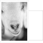 Close Up of Goat's Nose by Anonymous