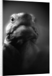 Reptile's Face by Anonymous