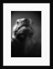 Reptile's Face by Anonymous