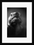Reptile's Face by Anonymous