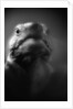 Reptile's Face by Anonymous