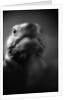 Reptile's Face by Anonymous