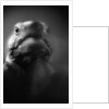 Reptile's Face by Anonymous