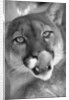 Mountain Lion Licking Nose by Anonymous