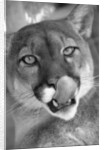 Mountain Lion Licking Nose by Anonymous