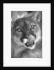 Mountain Lion Licking Nose by Anonymous
