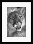 Mountain Lion Licking Nose by Anonymous