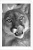 Mountain Lion Licking Nose by Anonymous