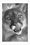 Mountain Lion Licking Nose by Anonymous