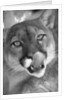Mountain Lion Licking Nose by Anonymous