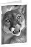 Mountain Lion Licking Nose by Anonymous