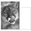 Mountain Lion Licking Nose by Anonymous