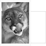 Mountain Lion Licking Nose by Anonymous