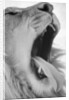 Yawning Lion by Anonymous