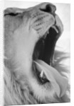 Yawning Lion by Anonymous