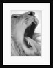 Yawning Lion by Anonymous