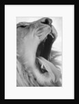 Yawning Lion by Anonymous