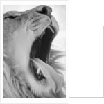 Yawning Lion by Anonymous