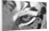 Tiger's Eye by Anonymous