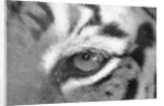 Tiger's Eye by Anonymous