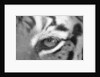 Tiger's Eye by Anonymous