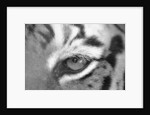 Tiger's Eye by Anonymous