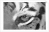 Tiger's Eye by Anonymous