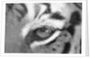 Tiger's Eye by Anonymous