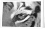 Tiger's Eye by Anonymous