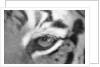 Tiger's Eye by Anonymous