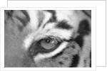 Tiger's Eye by Anonymous
