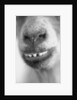 Mouth and Nose of a Goat by Anonymous