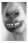 Mouth and Nose of a Goat by Anonymous