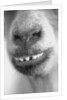 Mouth and Nose of a Goat by Anonymous