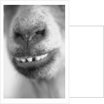 Mouth and Nose of a Goat by Anonymous
