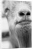 Mouth and Nose of a Goat by Anonymous