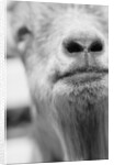 Mouth and Nose of a Goat by Anonymous