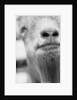 Mouth and Nose of a Goat by Anonymous
