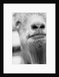 Mouth and Nose of a Goat by Anonymous