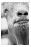 Mouth and Nose of a Goat by Anonymous