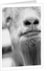 Mouth and Nose of a Goat by Anonymous