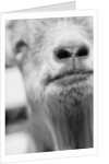 Mouth and Nose of a Goat by Anonymous