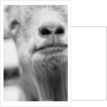 Mouth and Nose of a Goat by Anonymous
